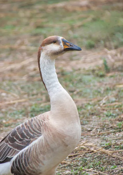 Anser Bird Waterfowl Genus Anser Includes Grey Geese White Geese — Stock Photo, Image
