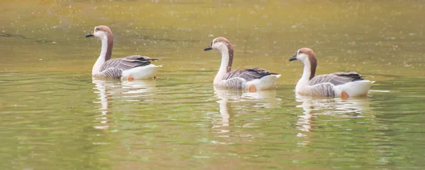 Anser Bird Género Aves Acuáticas Anser Incluye Los Gansos Grises —  Fotos de Stock
