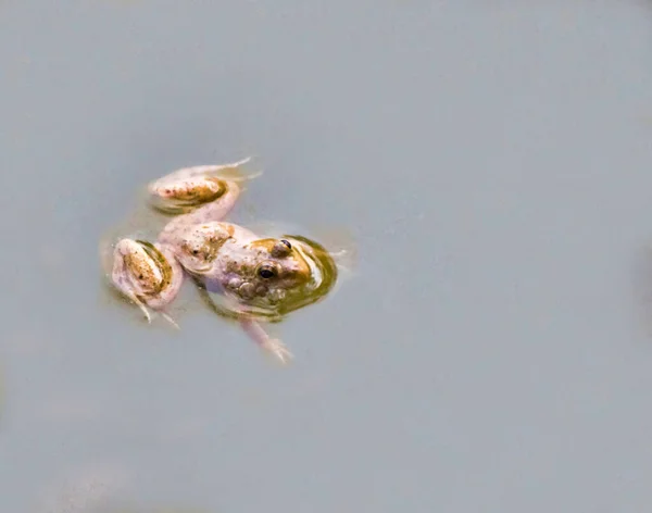 Anura Ein Frosch Ist Jedes Mitglied Einer Vielfältigen Und Größtenteils — Stockfoto