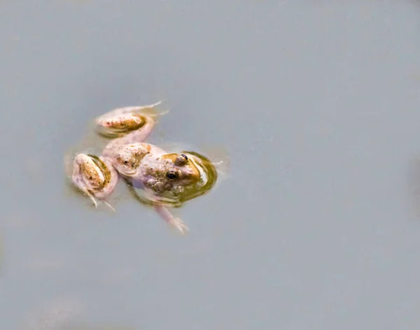 Anura Une Grenouille Est Membre Groupe Diversifié Largement Carnivore Corps — Photo