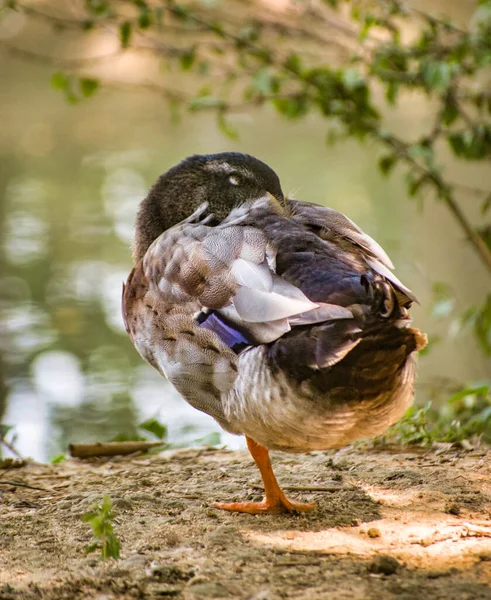 Eine Ente Genießt Die Ruhezeit Anatidae — Stockfoto