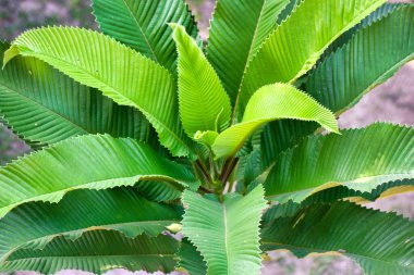 Fil elması yaprakları. Dillenia indica yaprakları. Çin ve tropikal Asya 'ya özgü bir Dillenia türüdür.