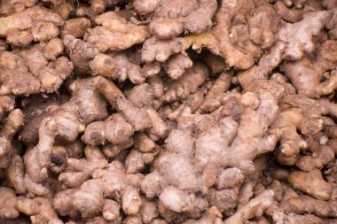 Heap of raw ginger roots in a market of bangladesh. Zingiber officinale.It is widely used as a spice and a folk medicine.