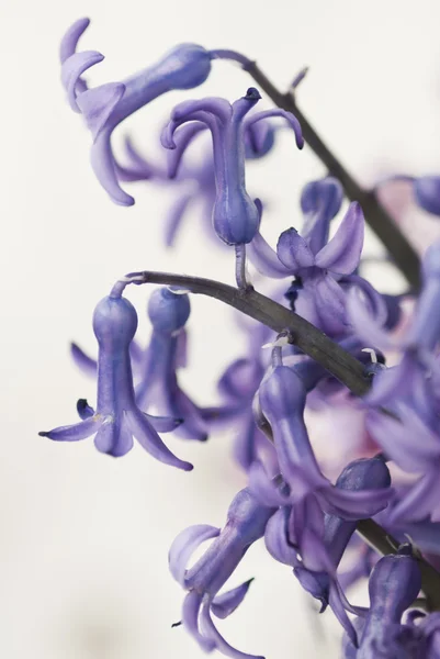 Hyacint — Stockfoto