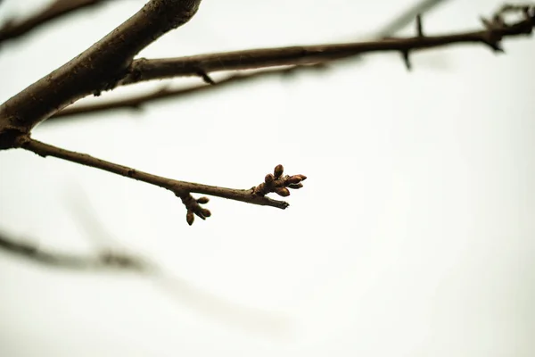 Jarní Květiny Hyacinth Jaro Ukrajinštině Život — Stock fotografie