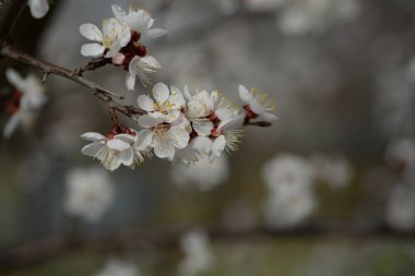 Ukrayna 'da kayısı dalları