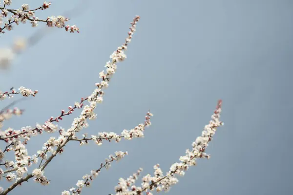 Tavasz Virág Virág Természet Kék Virágok Cseresznye Fehér Virág Növény — Stock Fotó