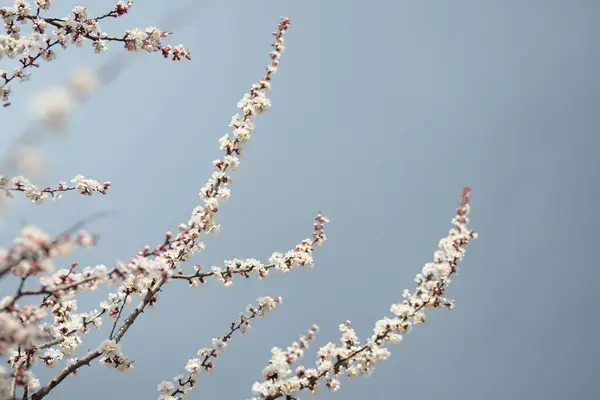 Tree Sky Spring Blossom Flower Nature Branch Blue Flowers Cherry — Stock Photo, Image