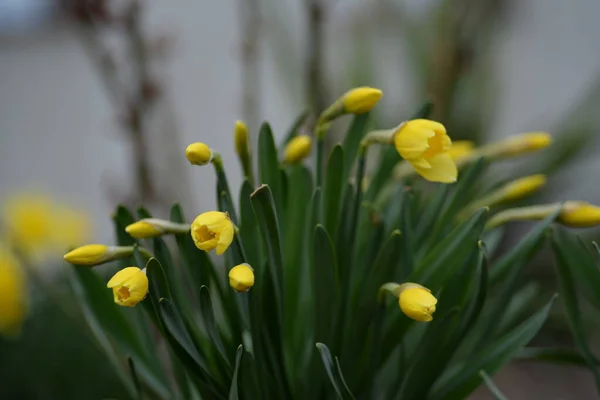 Vårpåskliljor Gula Blommor — Stockfoto