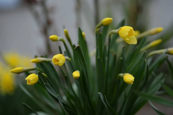 Spring Daffodils Yellow Flowers Spring Flower Daffodil Narcissus Yellow Nature — Stock Photo, Image