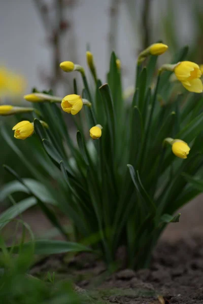Vårpåskliljor Gula Blommor — Stockfoto