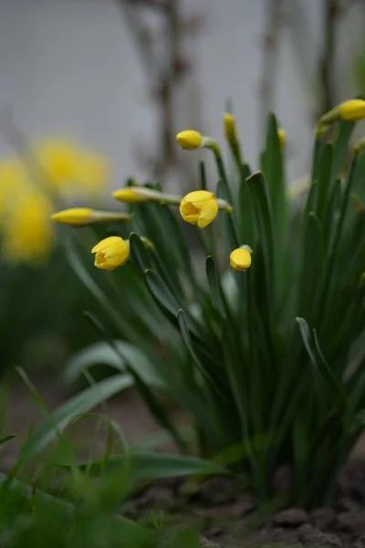 Fjäder Påskliljor Gula Blommor Vår Blomma Påsklilja Narcissus Gul Natur — Stockfoto