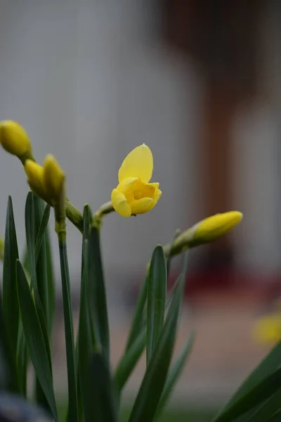 Spring Daffodils Yellow Flowers Spring Flower Daffodil Narcissus Yellow Nature — Stock Photo, Image