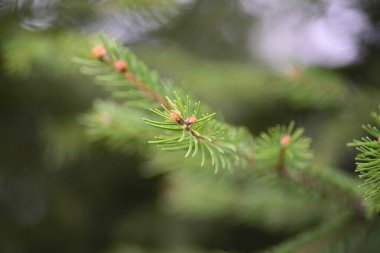 green tree branch pine needles light green 