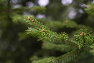 yeşil ağaç dalı çam iğneleri açık yeşil 
