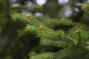 yeşil ağaç dalı çam iğneleri açık yeşil 