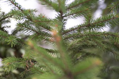 yeşil ağaç dalı çam iğneleri açık yeşil 