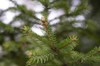 yeşil ağaç dalı çam iğneleri açık yeşil 