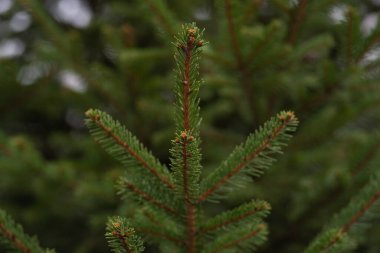 yeşil ağaç dalı çam iğneleri açık yeşil 