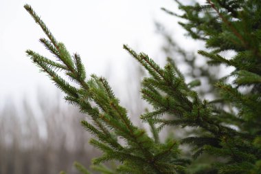 yeşil ağaç dalı çam iğneleri açık yeşil 