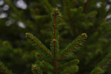 yeşil ağaç dalı çam iğneleri hafif