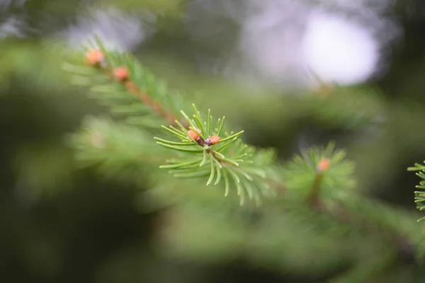 Green Tree Branch Pine Needles Light Green — Stock fotografie