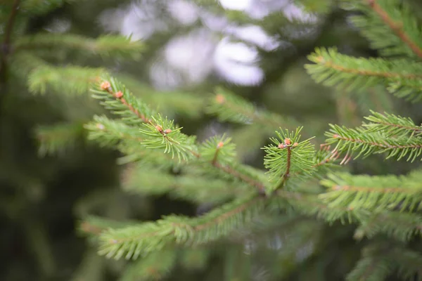 Green Tree Branch Pine Needles Light Green — Fotografia de Stock