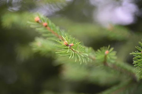 Zelená Strom Větev Borovice Jehličí Světle Zelená — Stock fotografie