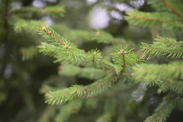 Green Tree Branch Pine Needles Light Green — Fotografia de Stock