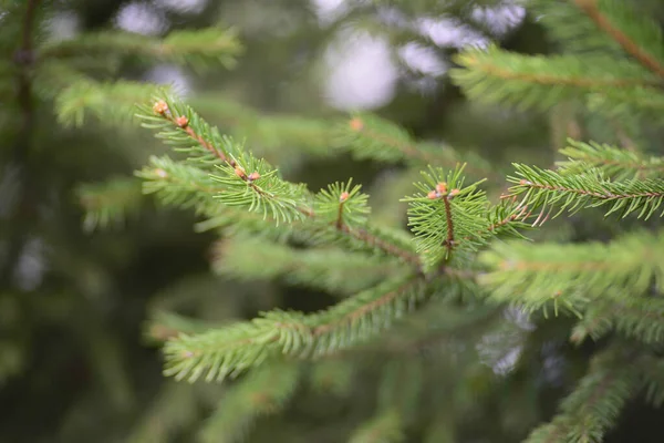 yeşil ağaç dalı çam iğneleri açık yeşil 