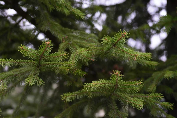 Green Tree Branch Pine Needles Light Green — Foto Stock