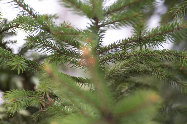 yeşil ağaç dalı çam iğneleri açık yeşil 