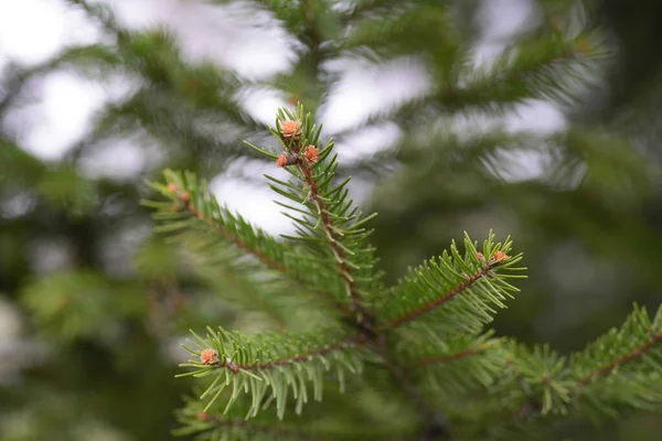 Green Tree Branch Pine Needles Light Green — Photo
