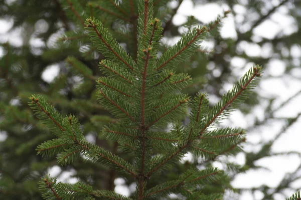 Zelená Strom Větev Borovice Jehličí Světle Zelená — Stock fotografie