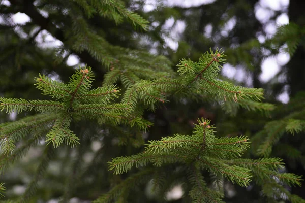 Green Tree Branch Pine Needles Light Green — Fotografia de Stock