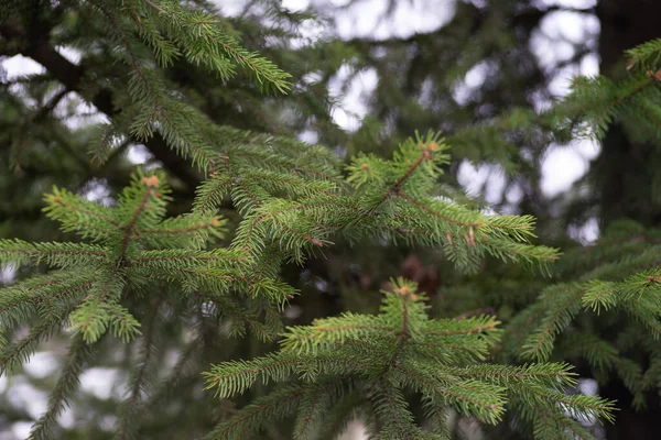 Green Tree Branch Pine Needles Light Green — Fotografia de Stock