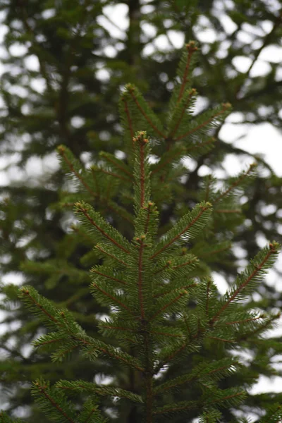 Vert Arbre Branche Pin Aiguilles Vert Clair — Photo