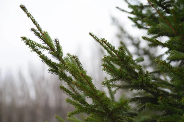 Green Tree Branch Pine Needles Light Green — Photo