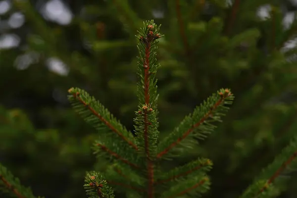 Vert Arbre Branche Pin Aiguilles Lumière — Photo