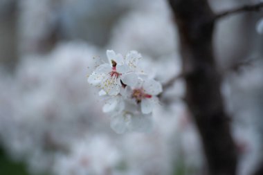 Bahar çiçeklerinde kayısı çiçeği kayısı dalları