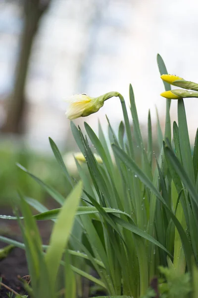 Narcisi Fioriti Fiori Gialli Narcisi — Foto Stock