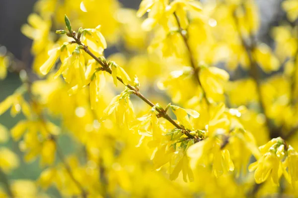 欧洲连翘花 European Forsythia Yellow Flowers Forsythia Bush 或称连翘花 Forsythia 苏联字典 — 图库照片