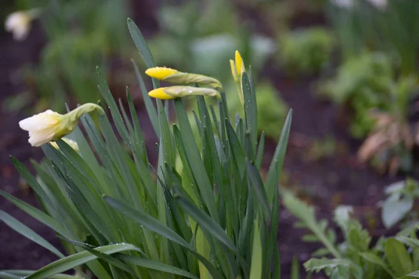 Blommande Påskliljor Narcissus Gula Blommor — Stockfoto