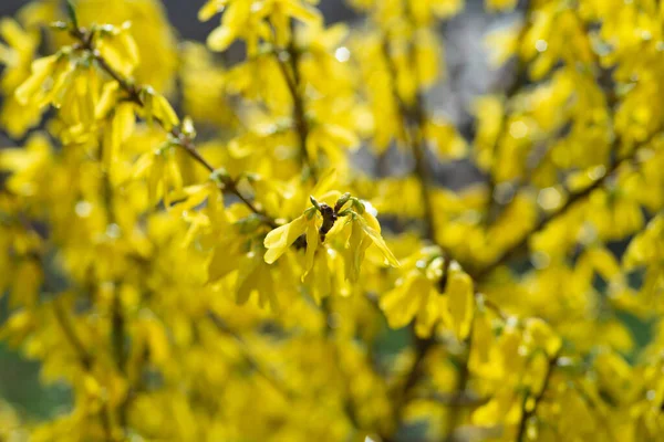 欧洲连翘花 European Forsythia Yellow Flowers Forsythia Bush 或称连翘花 Forsythia 苏联字典 — 图库照片