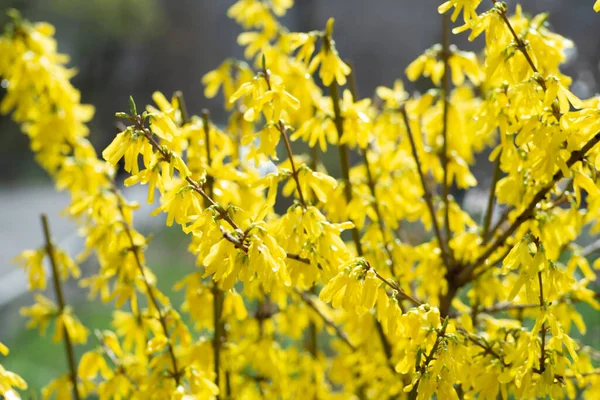 欧洲连翘花 European Forsythia Yellow Flowers Forsythia Bush 或称连翘花 Forsythia 苏联字典 — 图库照片