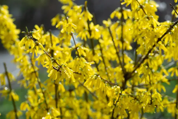 欧洲连翘花 European Forsythia Yellow Flowers Forsythia Bush 或称连翘花 Forsythia 苏联字典 — 图库照片