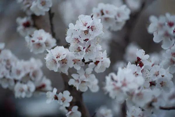 Apricot Blossom Spring Flowers Apricot Branchesapricot Blossom Spring Flowers Apricot — Stock Photo, Image