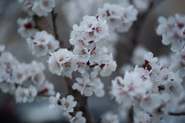 Apricot Blossom Spring Flowers Apricot Branches — Stock Photo, Image