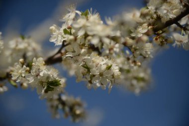 Genç erik dalları, çiçek açan kiraz dalı, arı