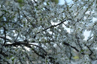Genç erik dalları, çiçek açan kiraz dalı, arı